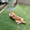 お仕事熱心柴