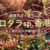 ロタラsp.香港の飼育方法！増やし方！水上葉から水中葉への戻し方