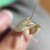 新しい仲間