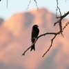 クロオウチュウ Fork-tailed Drongo