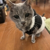 コタちゃんの思い出。