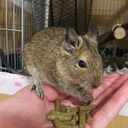 のらりくらり