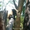 上野動物園シャンシャン