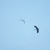 オオアオサギ Great Blue Heron