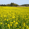 グリーンポートエコアグリパークの菜の花