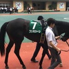 中京競馬11R 中京記念 パドック直前予想 ◉7 プリモシーン 頑張れぇぇぇぇ！！！！