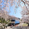 勝沼の桜