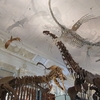 【古生物スポット】国立台湾博物館 古生物館