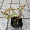 来年用のアジサイを買ってみた