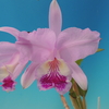 Cattleya lueddemanniana 'La Costa'   