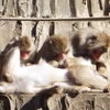 今年も楽しくコンプリ−ト！　〜多摩動物公園その１