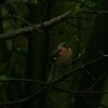 ズアオアトリ(Chaffinch)