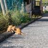 深島のねこさん