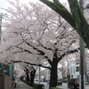 伏見通り_桜（東京都武蔵野市）