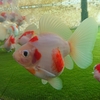いわきフラっこ 桜フラっこ