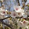 公園の桜が咲いて来た