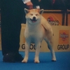 AKITA