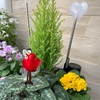 クリスマスっぽい寄せ植え？