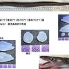 クロアナゴの蒲焼き