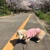 桜チェック その②