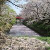 ぜひ行きたい津軽のさくらスポット♪弘前公園と芦野公園や岩木山麓の桜並木に黒石東公園