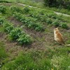 じゃがいもの芽かきとのっけ猫