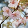 日和田山の桜便り４