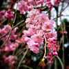 八重紅枝垂（ヤエベニシダレ）／桜（散歩写真）