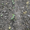 黒大豆の苗作り