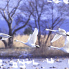 白鳥の飛来地…瓢湖