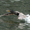 東京野鳥公園に行ってみた日記（２０２２　１０１６）その３。