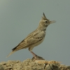 Crested Lark カンムリヒバリ (インドの鳥その64)