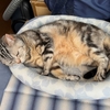 猫、この暑さで先行き不安になる