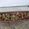 Potting Strawberries