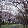 町田の桜開花状況