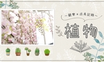 藤の鉢植え開花 * 紫、ピンク、白