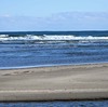 浜のチドリ