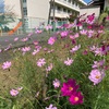 校庭の子らの駆けつこ秋桜（あ）