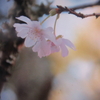 寒桜・冬桜