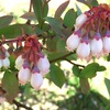 ブルーベリー（blueberry）の花