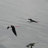 千葉県谷津干潟の鳥たち