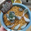 🌵多肉植物   カットしたフーケリー他🌵