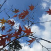 楓紅葉・柞黄葉・桜もみじ