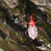 綺麗な虫、ヨコヅナサシガメ