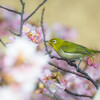 SEL70300G/α6000で野鳥を撮ってみた