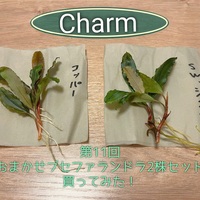 ゆーさん　年末SALE ブセファランドラ5種セットC ＋プレミアムモス charmおまかせブセファランドラセット過去40株の中身内容全て