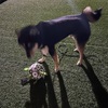 黒柴 🐶 つん
