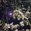 新生活と夜桜