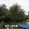 桜の剪定？・・・(笑）