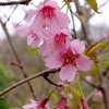 小田原市根府川　　おかめ桜まつり